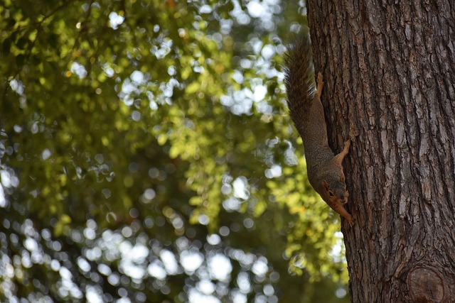 NBA焦点战：湖人客场逆转掘金,