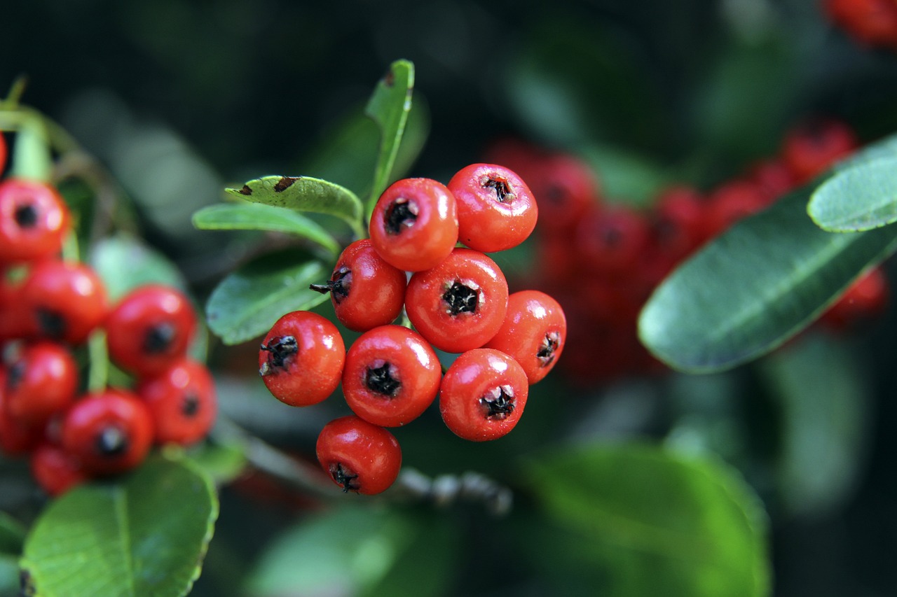 英格兰虽然 英格兰虽然