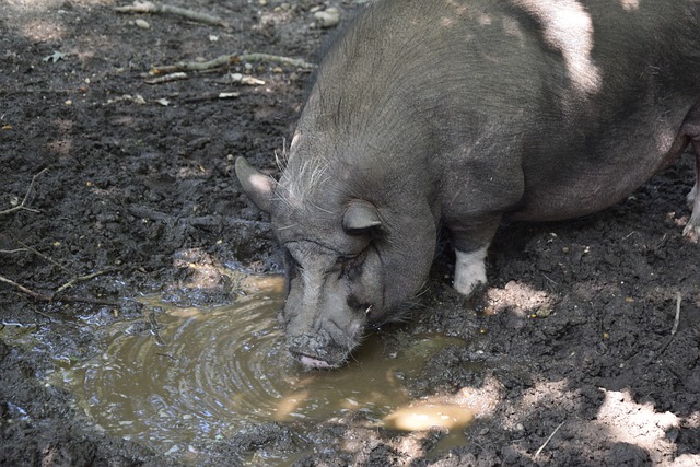 挑战性的达 挑战性的达